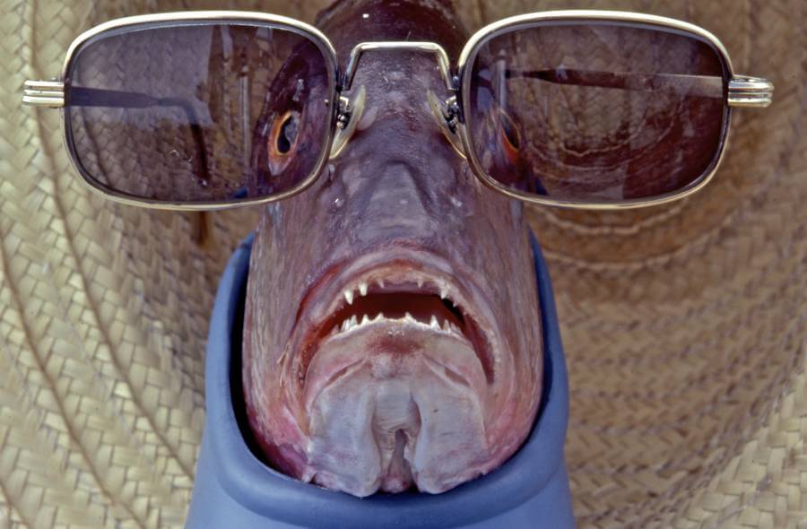 Fish With Sunglasses 2024