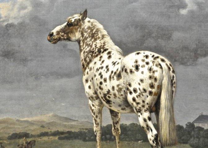Paulus Potter's 'The Piebald' 0952