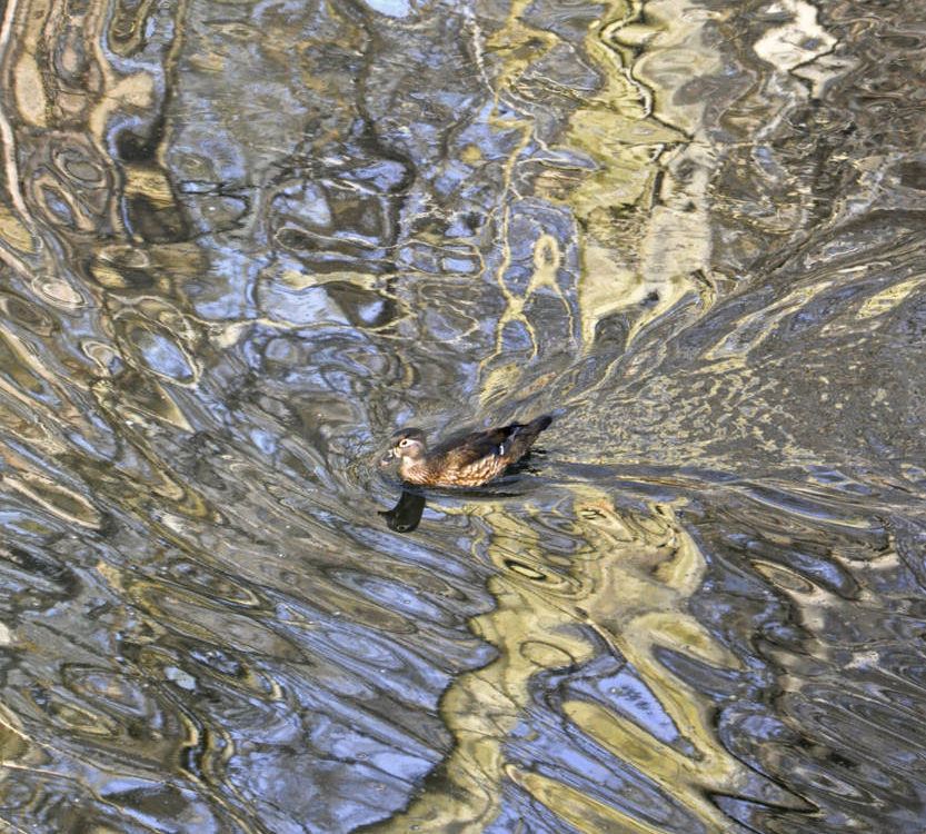 Reflections At Valley Green 2366