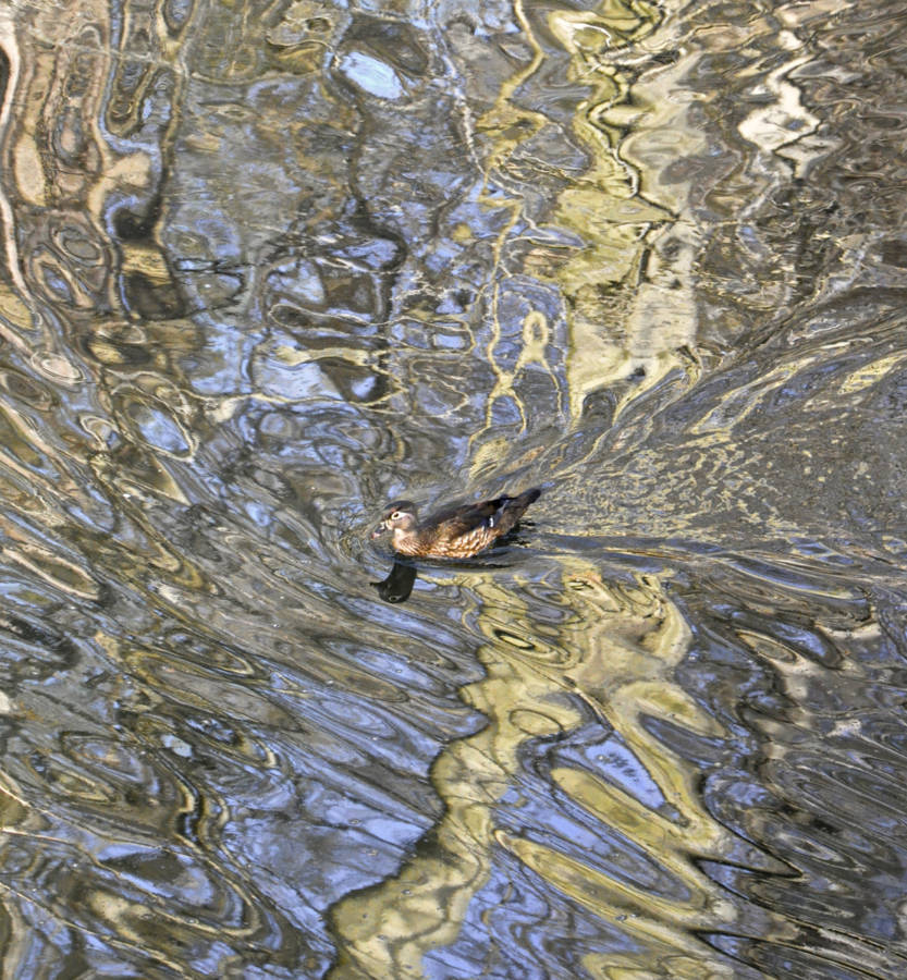 Reflections At Valley Green 2366