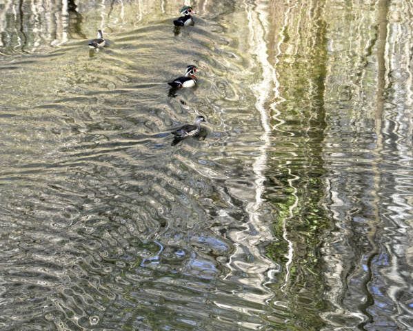 Reflections At Valley Green 2372