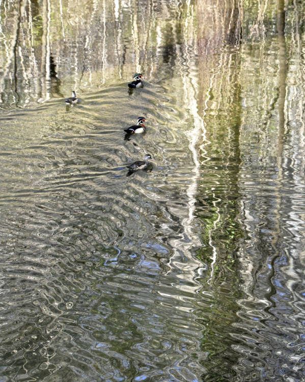 Reflections At Valley Green 2372