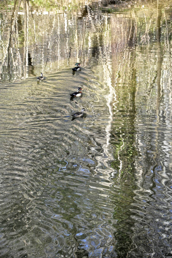 Reflections At Valley Green 2372