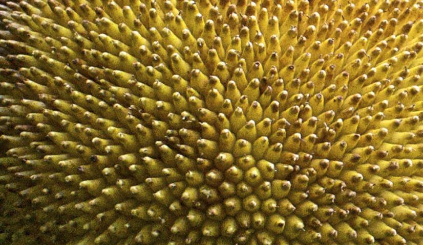 About To Burst In Bali 0346