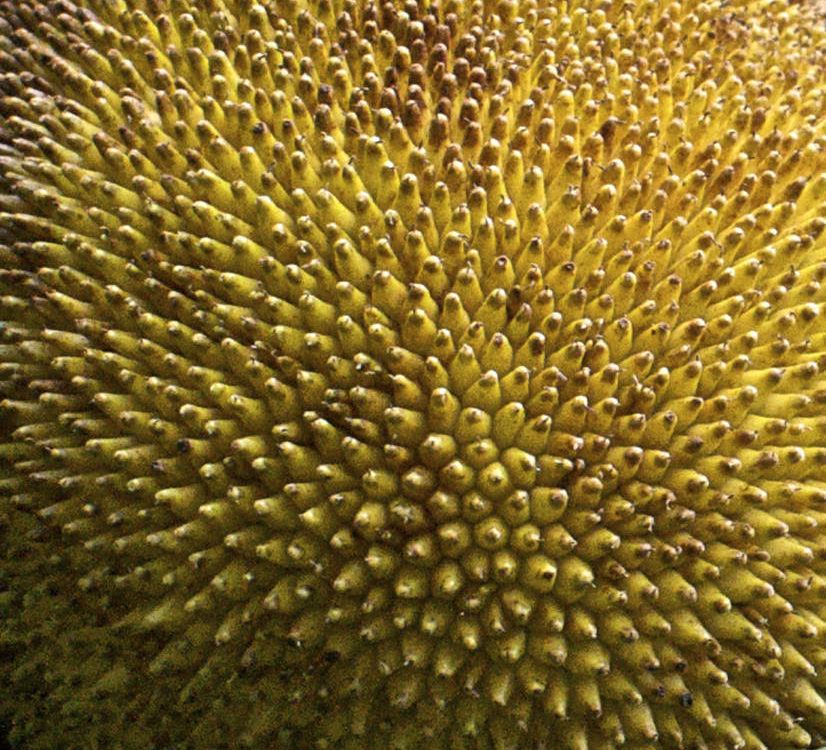 About To Burst In Bali 0346