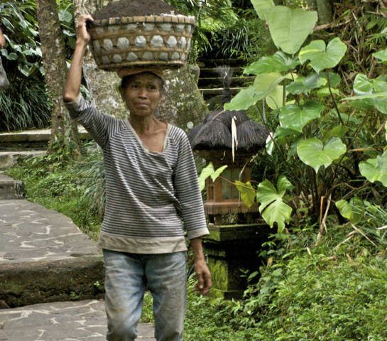Bali Gardener 0469