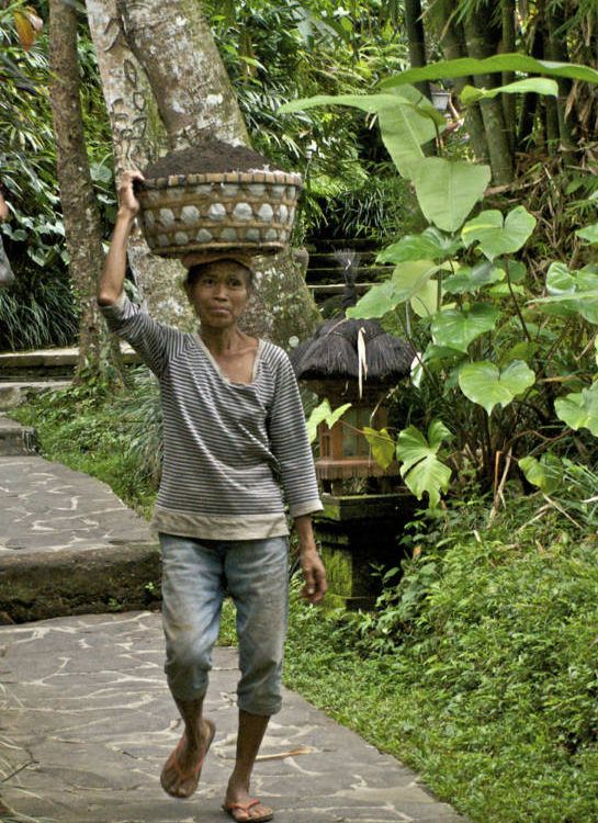 Bali Gardener 0469