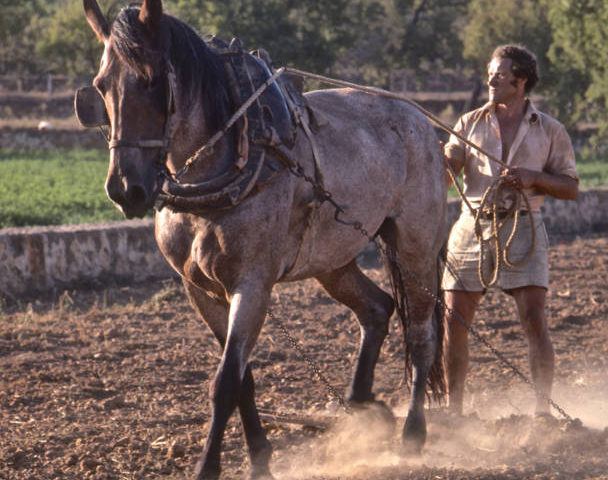 Farmer In Ibiza