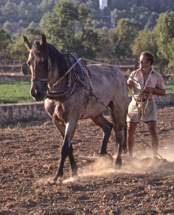 Farmer In Ibiza