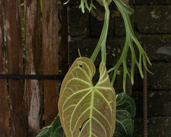Fern In Bali