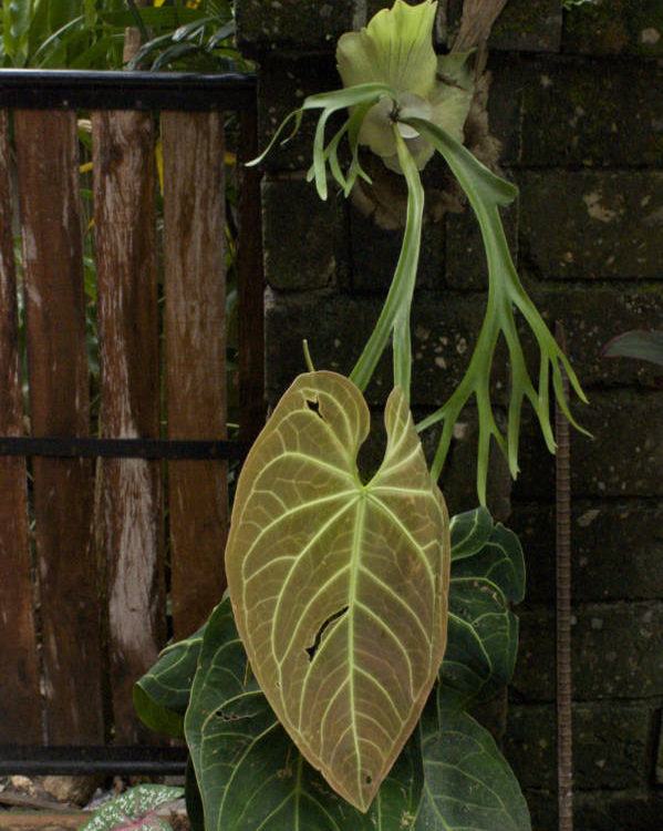 Fern In Bali