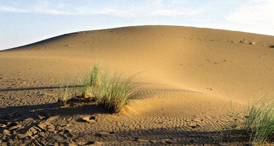 Moroccan Desert Near Algiers
