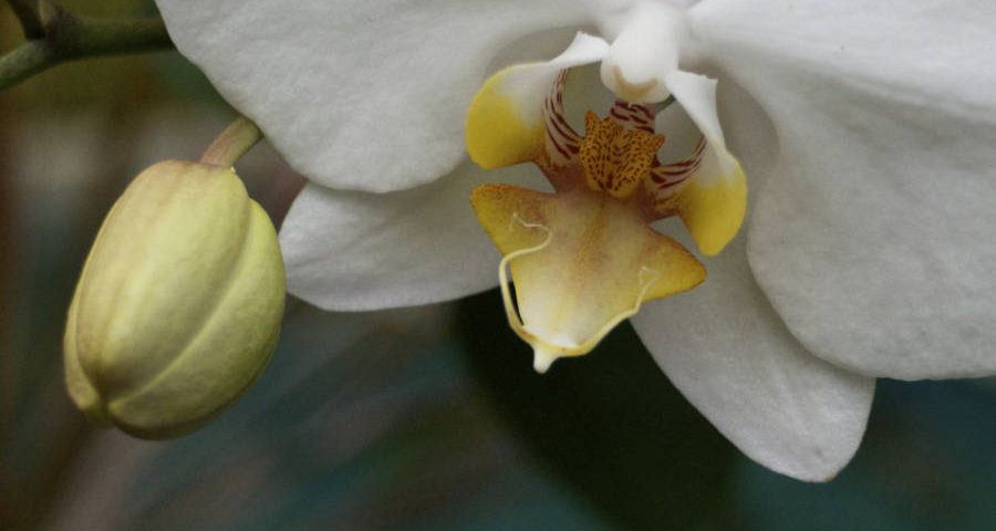 Orchid At Villa Jahti Dsc 0092 Version 3