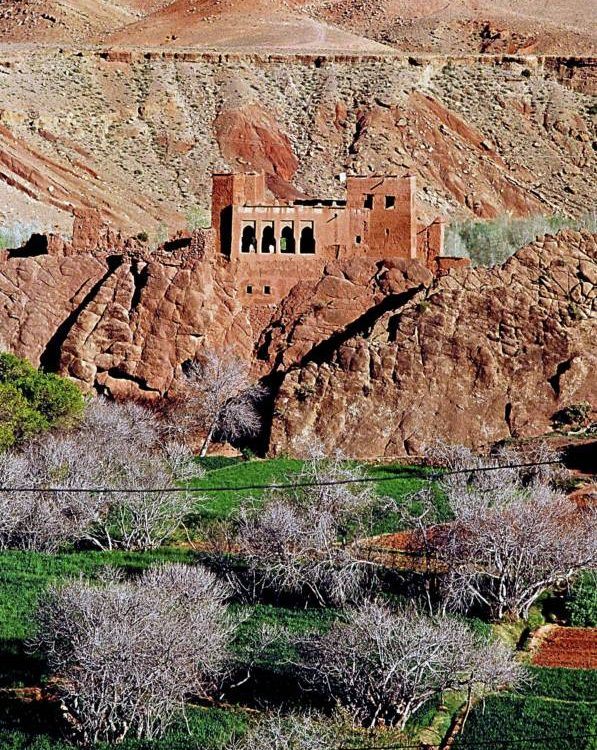 Orchard In Moroccan Landscape