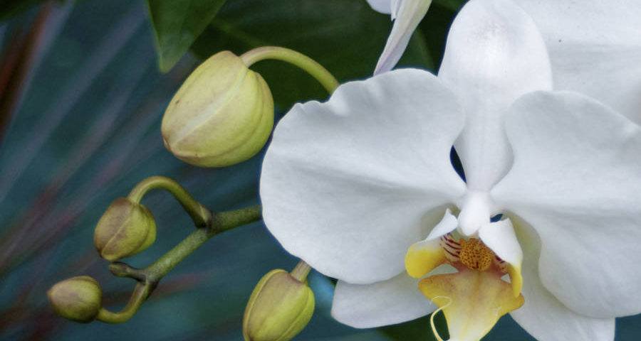 Orchid At Villa Jahti 2