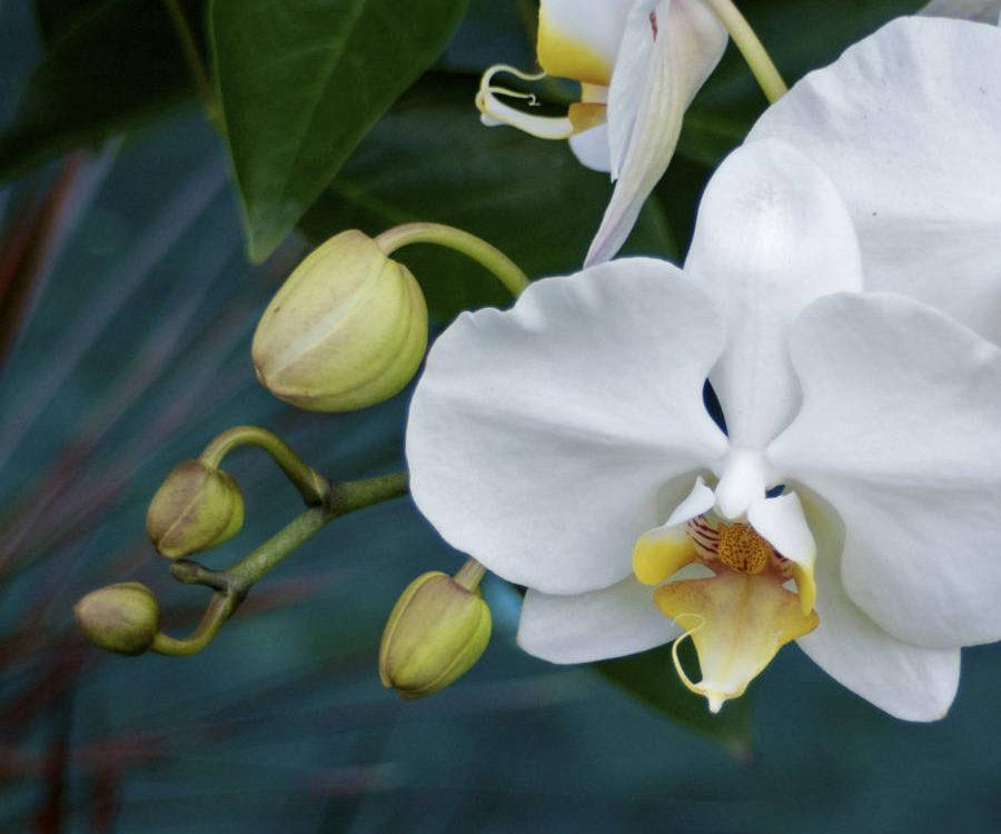 Orchid At Villa Jahti 2
