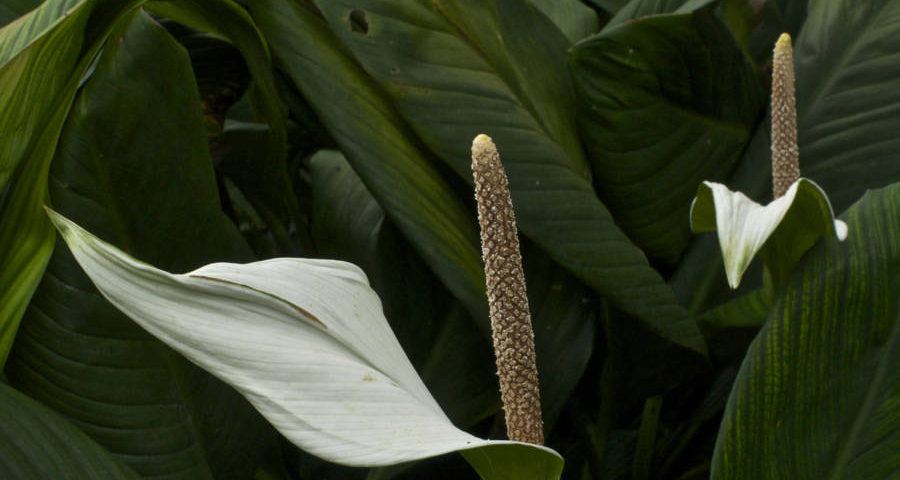 White Leaves In Bali 0430