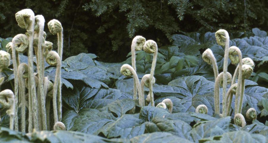 Fern Heads 850 Mtnghse 7 65 Version 2