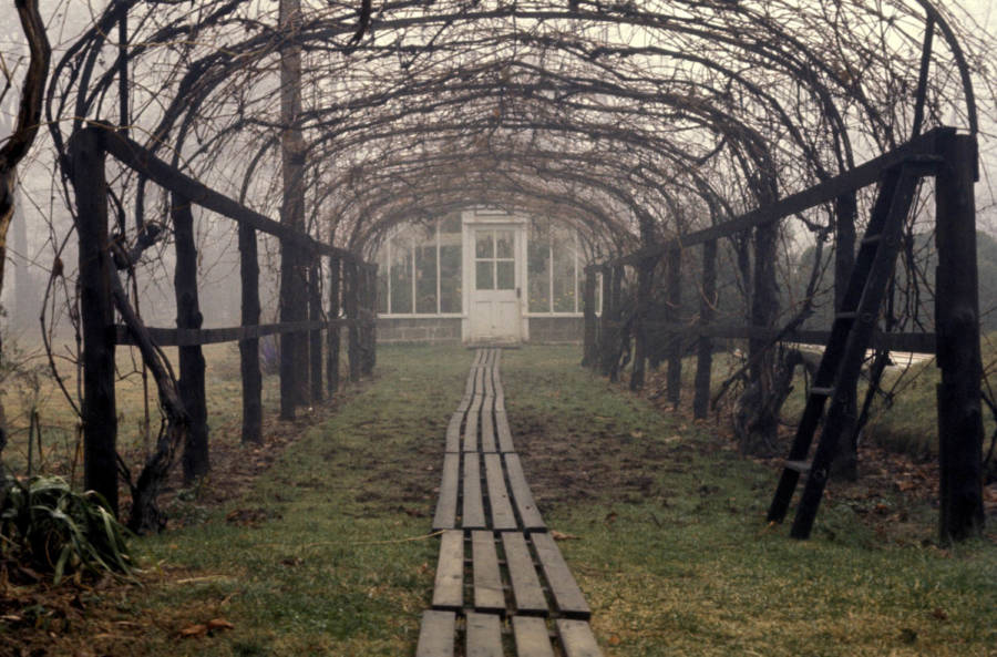 Grape Arbor Wolf Estate Version 3