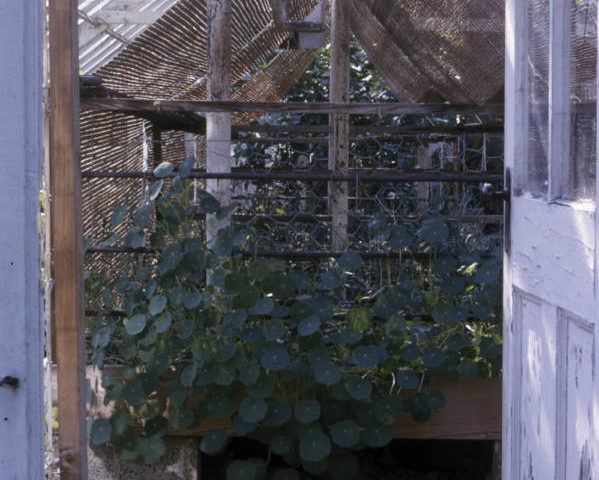 Nastrtium Greenhse