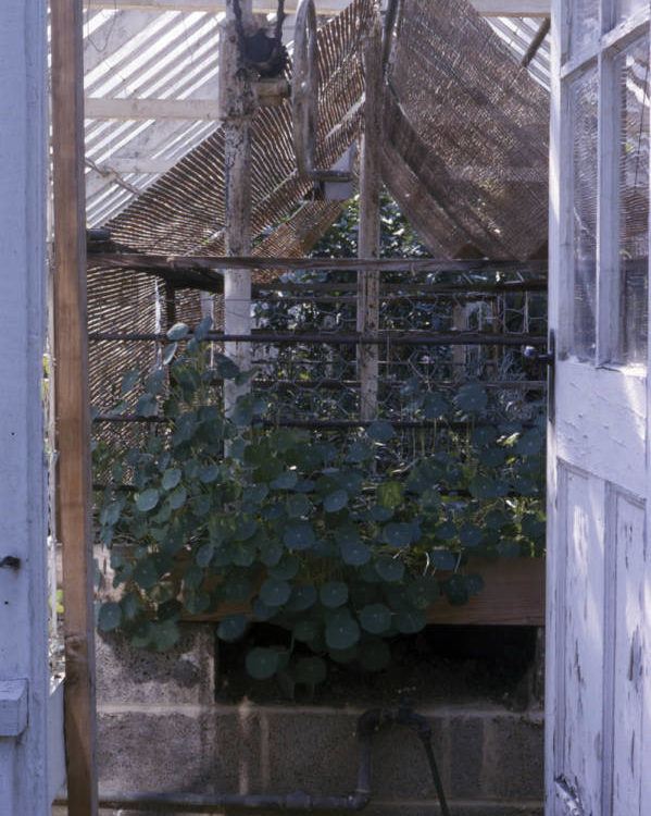 Nastrtium Greenhse