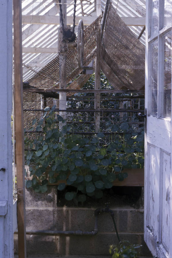 Nastrtium Greenhse