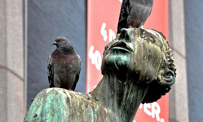 Bird Brain