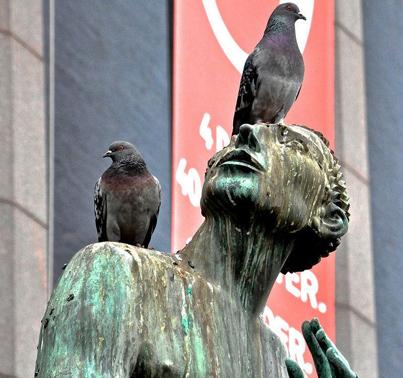 Bird Brain