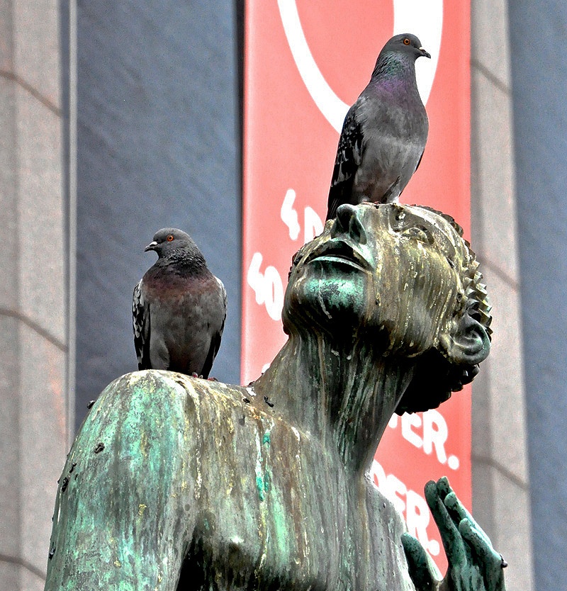 Bird Brain